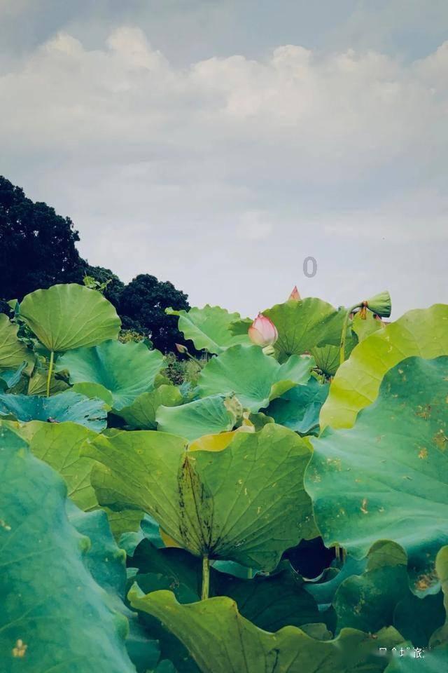 小猫钓鱼游戏龙王版有船